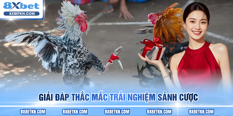 Giải đáp thắc mắc trải nghiệm sảnh cược Giải đáp thắc mắc trải nghiệm sảnh cược